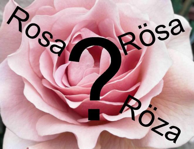 Rosa3
